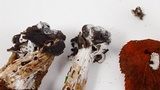 Hypomyces cervinigenus image