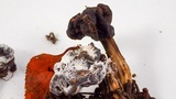 Hypomyces cervinigenus image