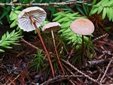 Mycetinis scorodonius image