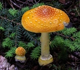 Amanita frostiana image