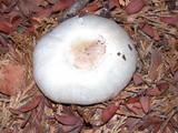 Agaricus californicus image