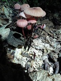 Marasmius pulcherripes image