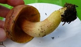 Boletus miniato-olivaceus image