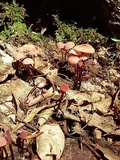 Marasmius pulcherripes image