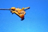 Hygrocybe laeta var. laeta image