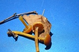 Hygrocybe laeta var. laeta image