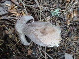 Sutorius eximius image