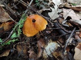 Cortinarius corrugatus image