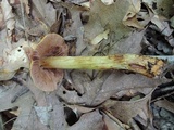 Cortinarius corrugatus image