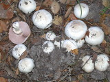 Agaricus californicus image