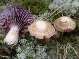 Laccaria trullisata image