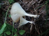 Clitocybe gibba image