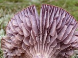 Laccaria trullisata image