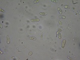 Dacrymyces capitatus image