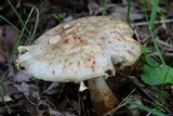 Amanita brunnescens image