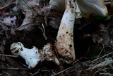 Amanita brunnescens image