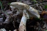 Amanita brunnescens image