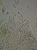 Dacrymyces capitatus image