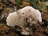 Nigroporus vinosus image