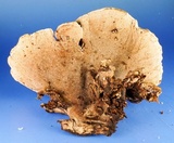 Nigroporus vinosus image