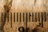 Nigroporus vinosus image