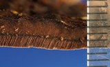 Nigroporus vinosus image