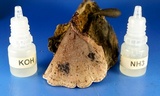 Nigroporus vinosus image