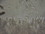 Hyphodontia quercina image