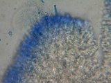 Hyphodontia quercina image