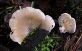 Crepidotus applanatus image