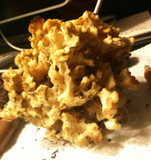 Sparassis crispa image