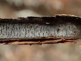 Acanthophysellum lividocoeruleum image
