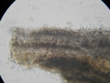 Acanthophysellum lividocoeruleum image