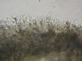 Acanthophysellum lividocoeruleum image