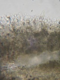 Acanthophysellum lividocoeruleum image
