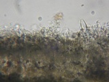 Acanthophysellum lividocoeruleum image