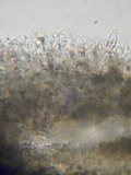 Acanthophysellum lividocoeruleum image