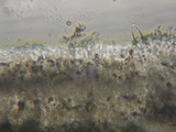 Acanthophysellum lividocoeruleum image