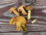 Suillus subaureus image