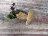 Tylopilus felleus image
