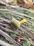 Hygrocybe prieta image