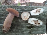 Tylopilus ferrugineus image