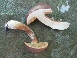 Xanthoconium affine image