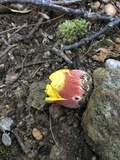 Boletus pallidoroseus image