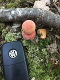 Boletus pallidoroseus image