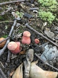 Boletus pallidoroseus image
