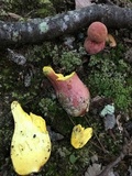 Boletus pallidoroseus image