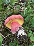 Boletus pallidoroseus image