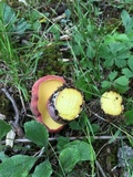 Boletus pallidoroseus image