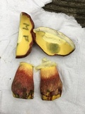 Boletus pallidoroseus image